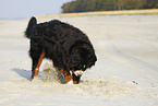 Bernese Mountain Dog