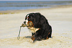 Bernese Mountain Dog