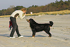 Bernese Mountain Dog