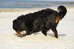 Bernese Mountain Dog