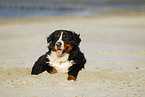 Bernese Mountain Dog