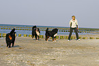 Bernese Mountain Dogs