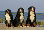 sitting Bernese Mountain Dog