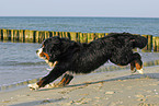 running Bernese Mountain Dog