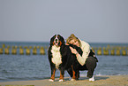 Bernese Mountain Dog