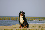 sitting Bernese Mountain Dog