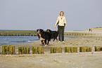 Bernese Mountain Dogs