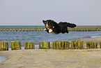 running Bernese Mountain Dog