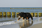 running Bernese Mountain Dog