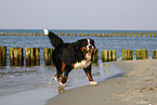 running Bernese Mountain Dog