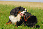 Bernese Mountain Dog