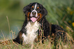 Bernese Mountain dog