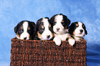 Bernese Mountain Dog puppy