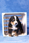 Bernese Mountain Dog puppy