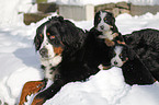 Bernese Mountain Dogs