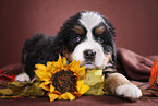 Bernese Mountain Dog Puppy