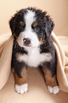 Bernese Mountain Dog Puppy