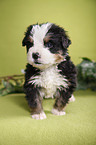 Bernese Mountain Dog Puppy