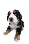 Bernese Mountain Dog Puppy