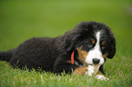 Bernese Mountain Dog puppy