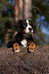 lying young Bernese Mountain Dog