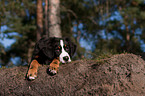 lying young Bernese Mountain Dog