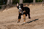 running young Bernese Mountain Dog