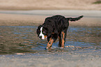 running young Bernese Mountain Dog