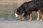 young Bernese Mountain Dog