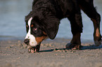 young Bernese Mountain Dog