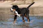 playing young Bernese Mountain Dog