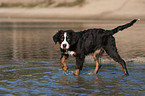 young Bernese Mountain Dog