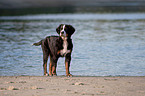 young Bernese Mountain Dog