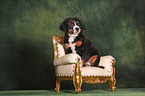 Bernese Mountain Dog Puppy