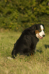 Bernese Mountain Dog