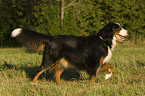 walking Bernese Mountain Dog