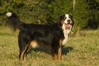 Bernese Mountain Dog