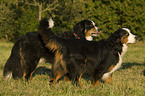 Bernese Mountain Dogs