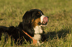 Bernese Mountain Dog