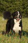 Bernese Mountain Dog