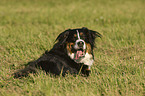 Bernese Mountain Dog