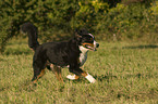 running Bernese Mountain Dog