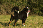 Bernese Mountain Dog