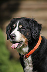 shorn Bernese Mountain Dog