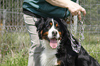 Bernese Mountain Dog