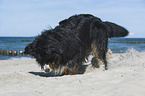 digging Bernese Mountain Dog