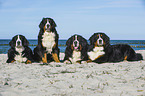 4 Bernese Mountain Dogs