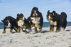 4 Bernese Mountain Dogs