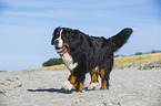 walking Bernese Mountain Dog