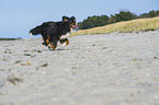 running Bernese Mountain Dog